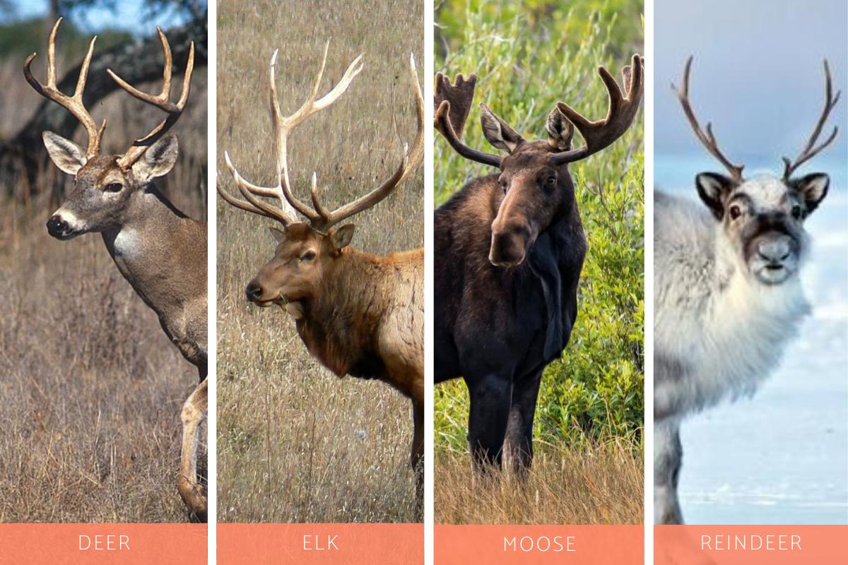 How closely related are deer and moose related?