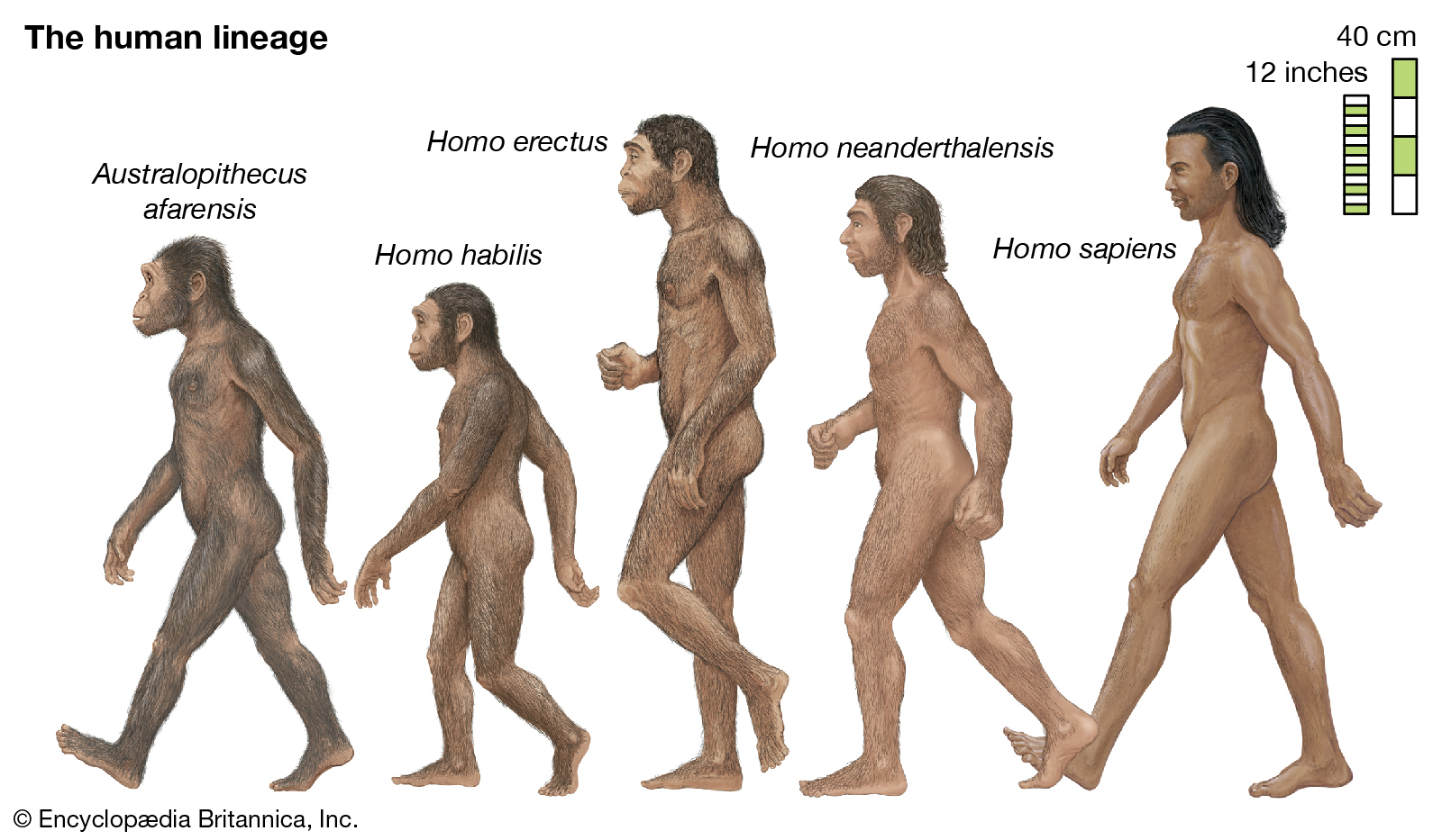 How did humans evolve from hominids to humans?