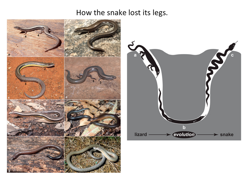 How did lizards become snakes?