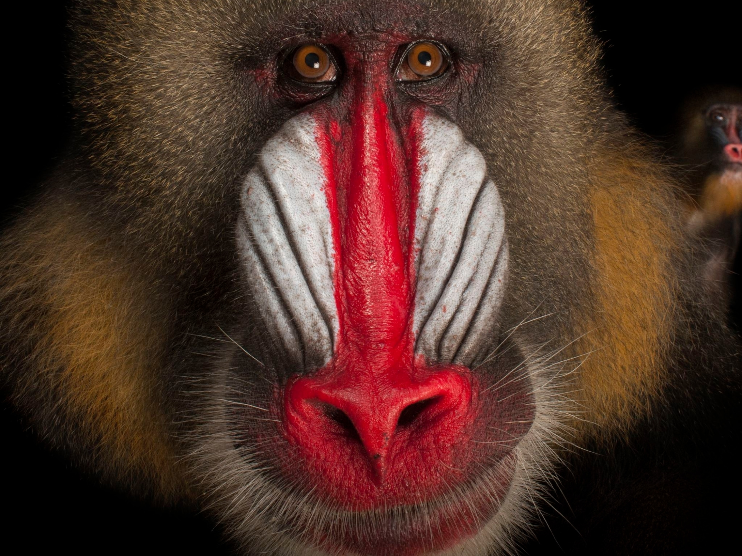 How did mandrills get their name?