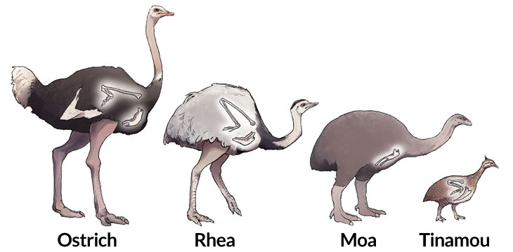 How did ostriches evolve to not fly?