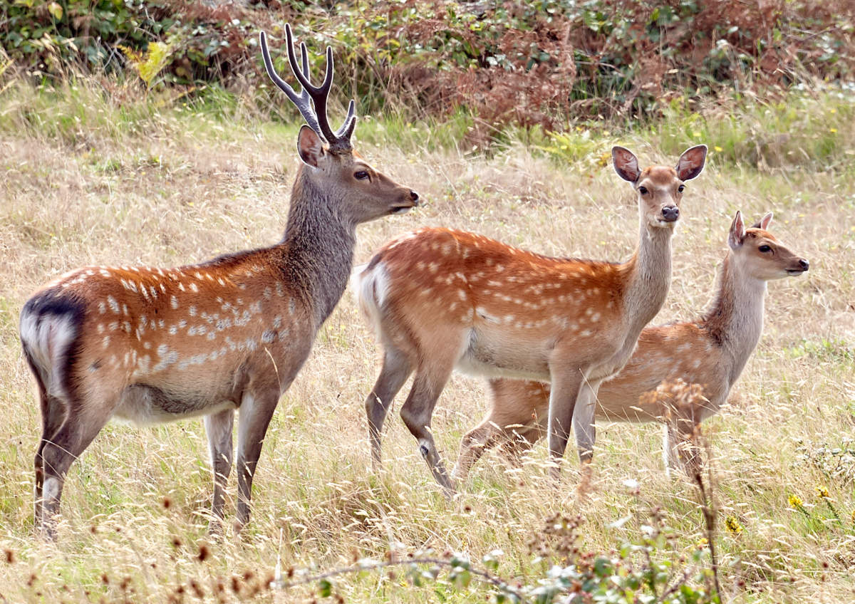 How did sika deer get to the UK?