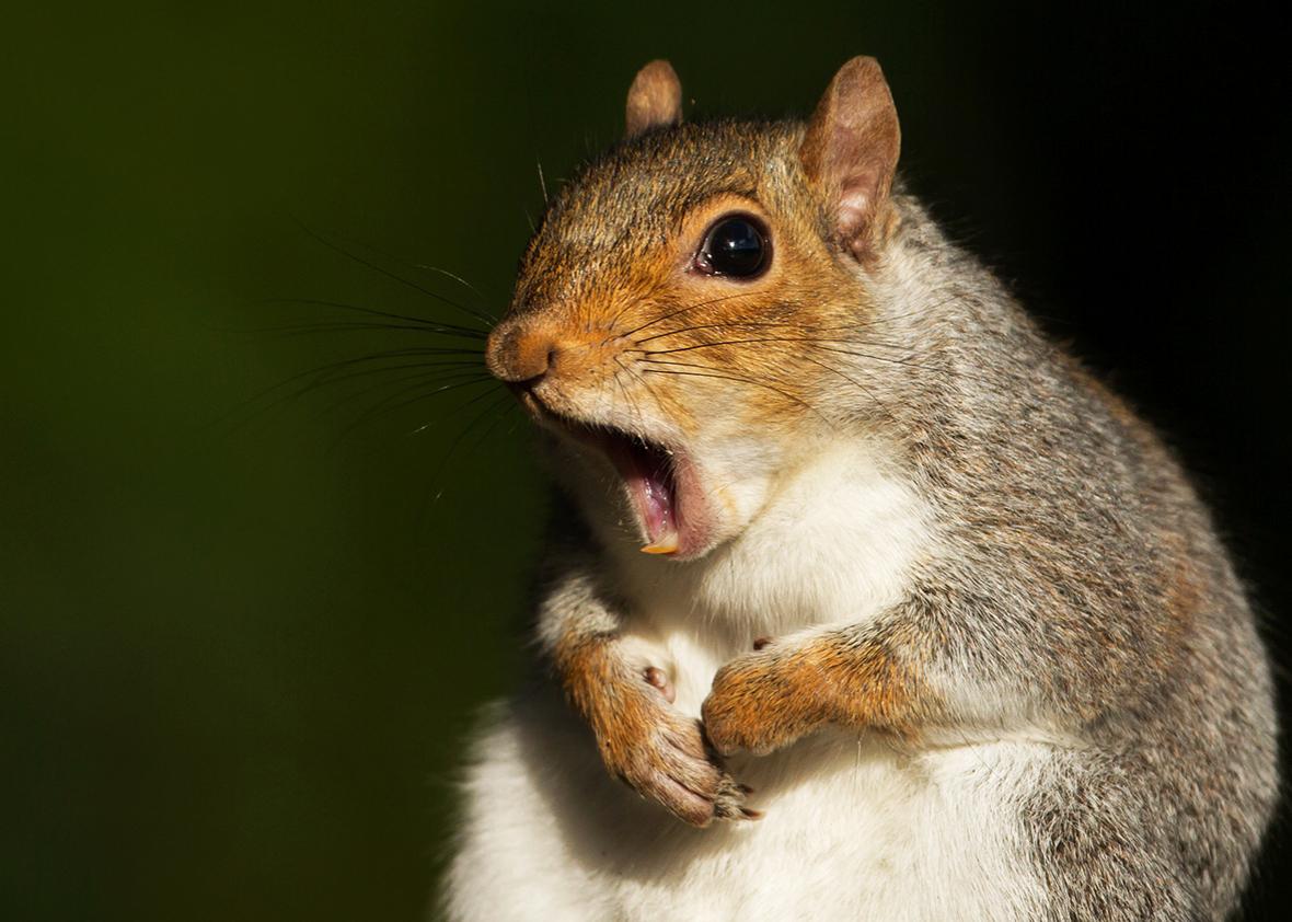 How did squirrelsquirrels get so angry?