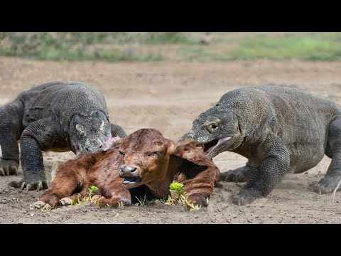 How did the Komodo dragon kill the Buffalo? How did the Komodo dragon kill the Buffalo?