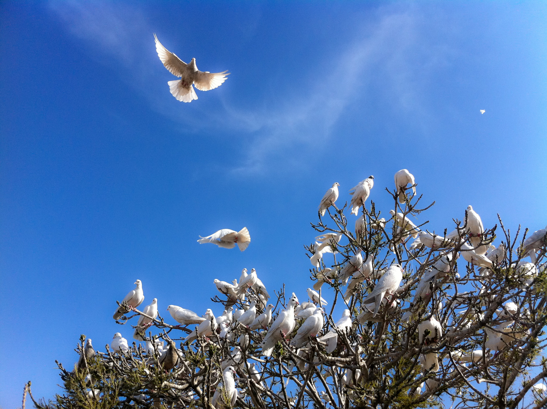 How did the White Dove start to be known as peace bird?