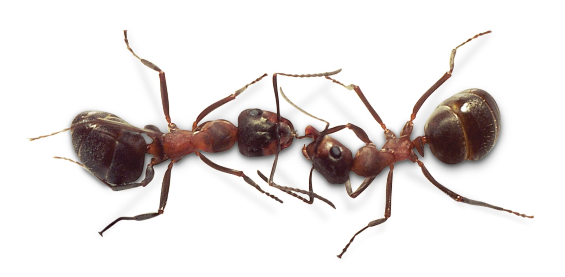 How do ants communicate to other ants about where food is present?