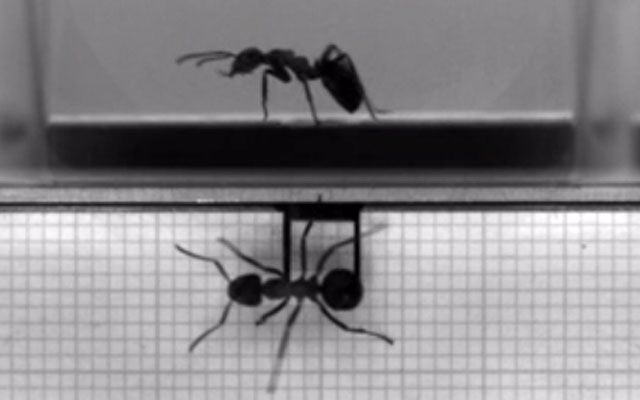How do ants move their legs?