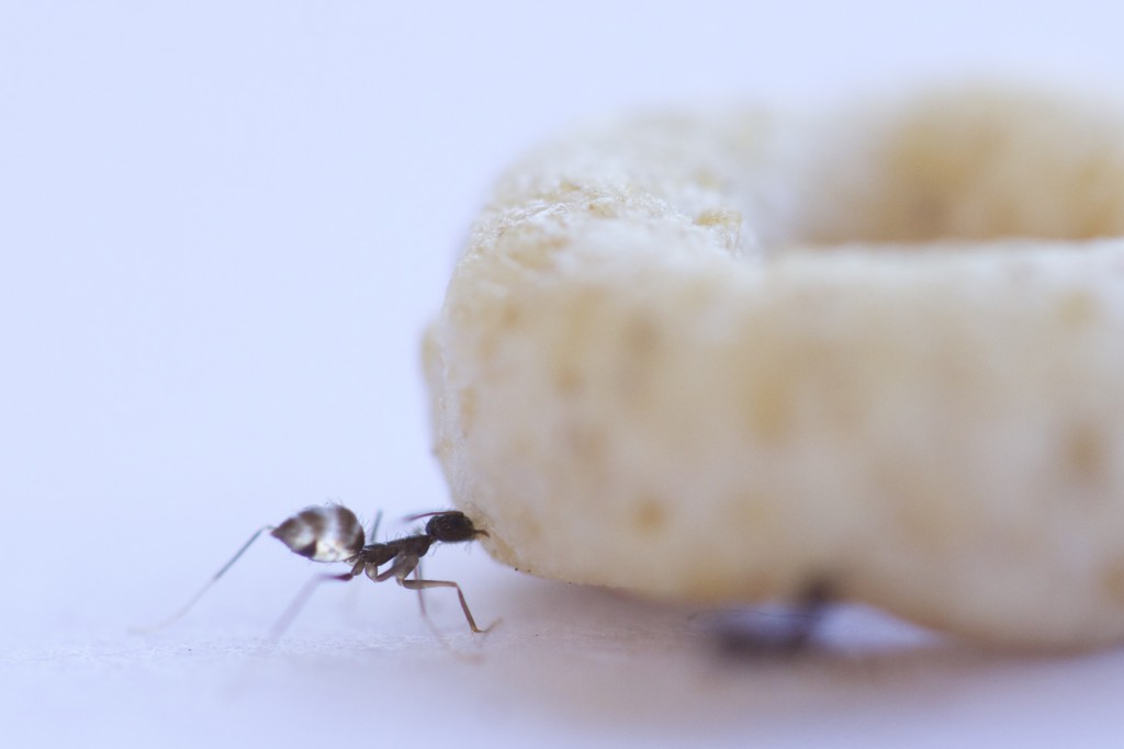 How do ants use their mandibles to carry things?