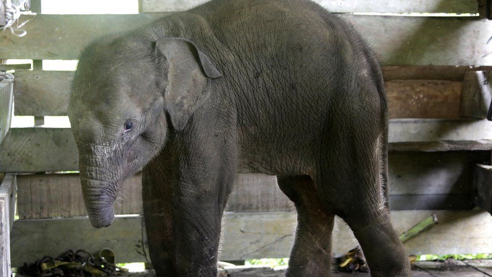 How do baby elephants die?