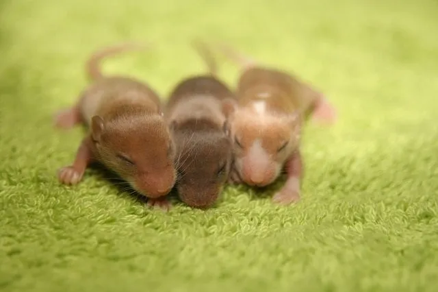 How do baby mice eat without their mother?