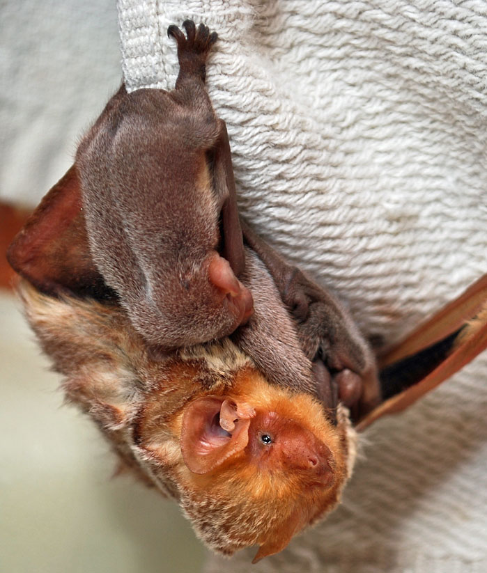 How do bats mate and give birth?