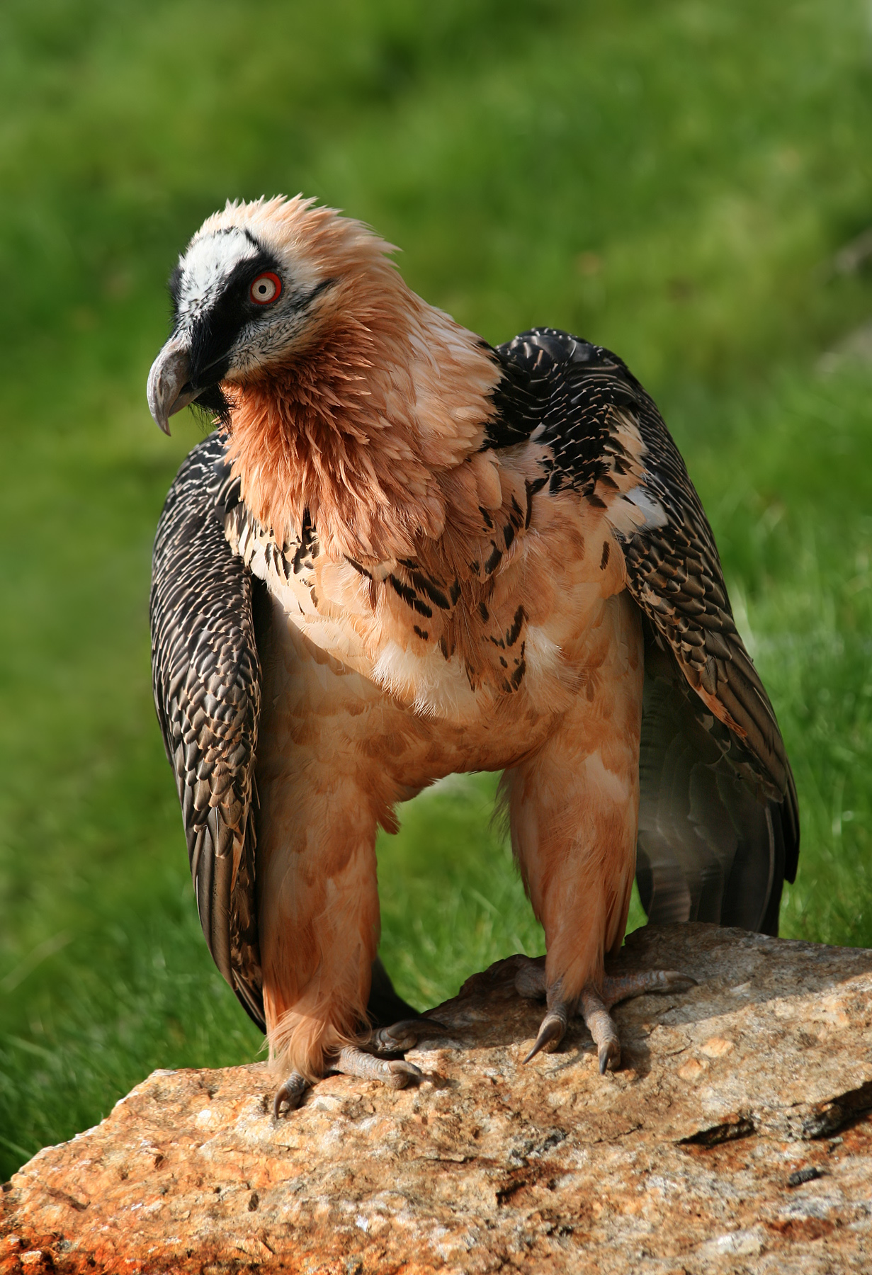 How do bearded vultures eat bones?