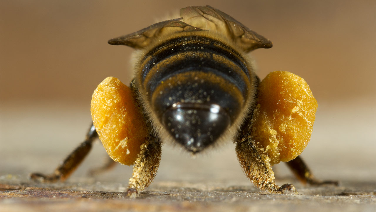 How do bees collect pollen on their legs?