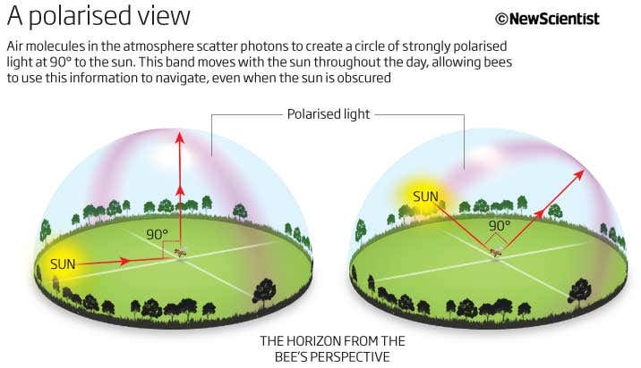 How do bees see in the sky?