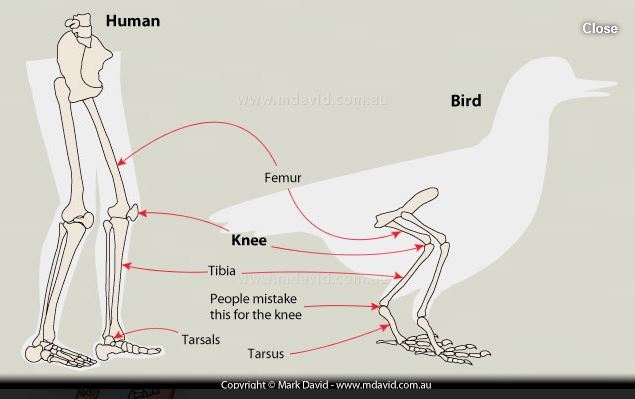 how-do-bird-legs-work-2022-animalia-life-club