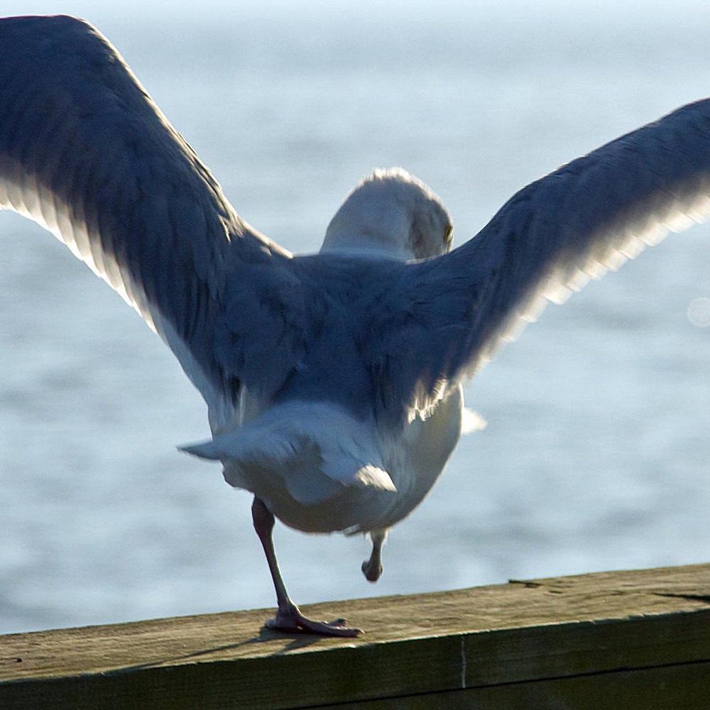 How do birds adapt when they lose a leg?