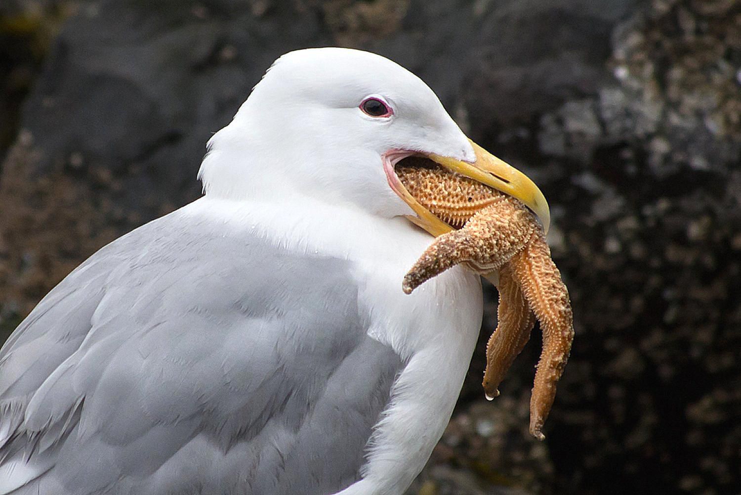 How do birds digest meat?