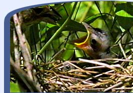 How do birds give birth without nesting?
