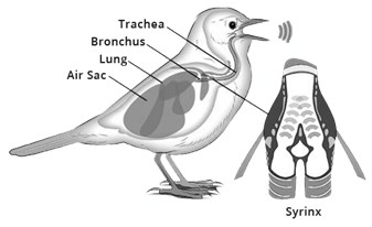 How do birds make sound?