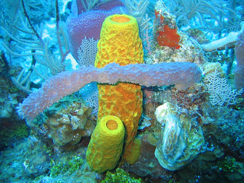 How do demosponges support other organisms?