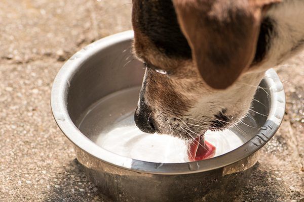How do dogs drink water without a mouth?