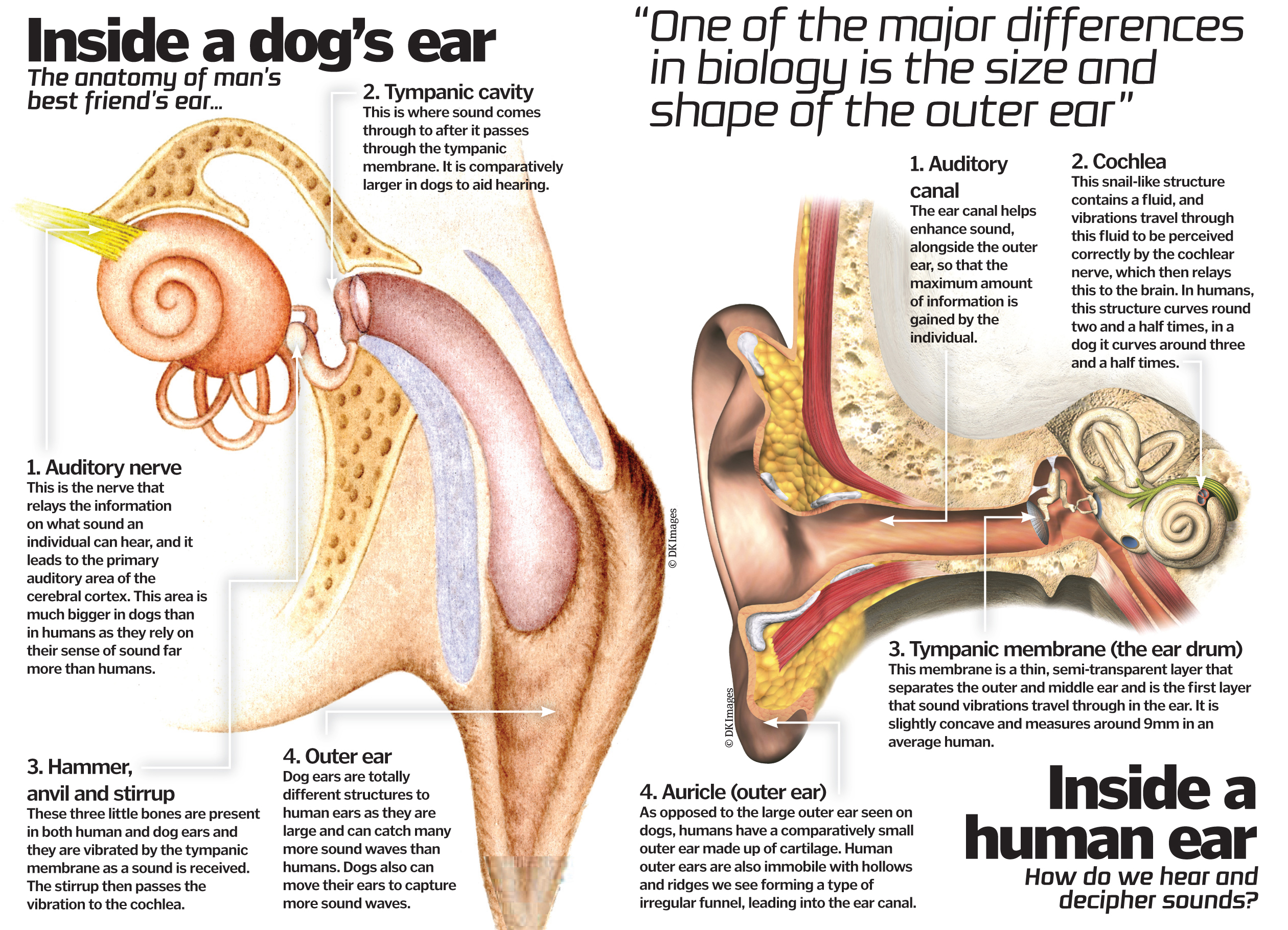 How do dogs hear better than humans?