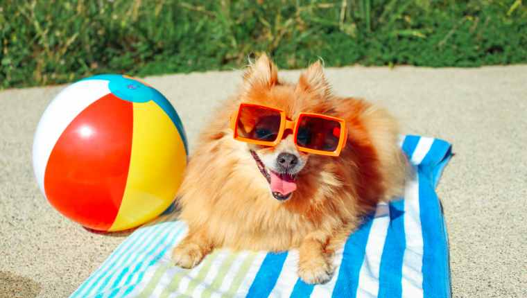 How do dogs sweat or keep cool?