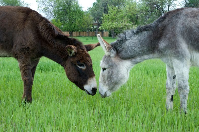 How do donkeys differ from horses?