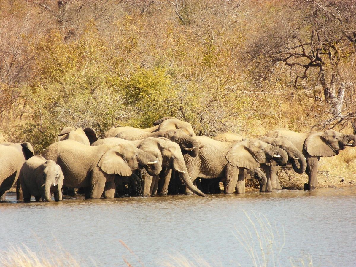 How do elephants choose their leader?