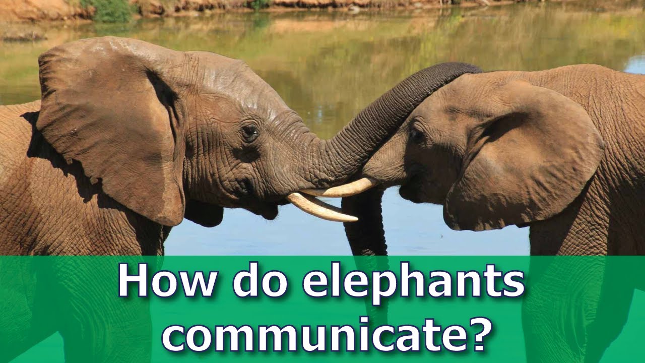 How do Elephants communicate with each other?