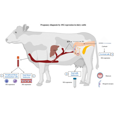 How do farm animals diagnose pregnancy?
