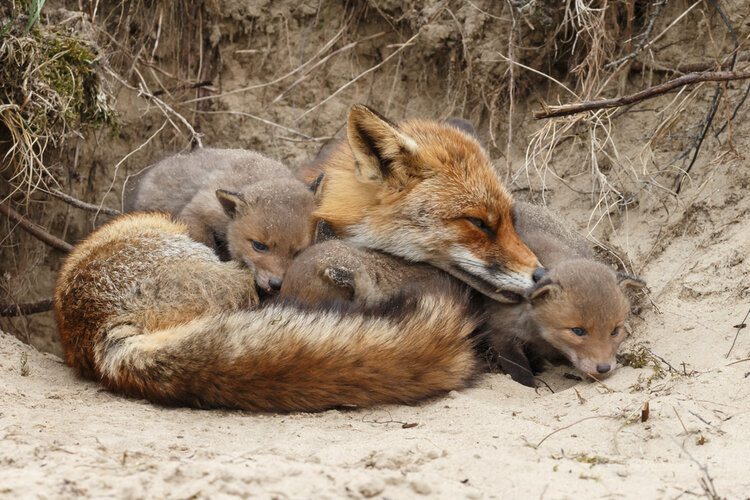 How do foxes care for their young?