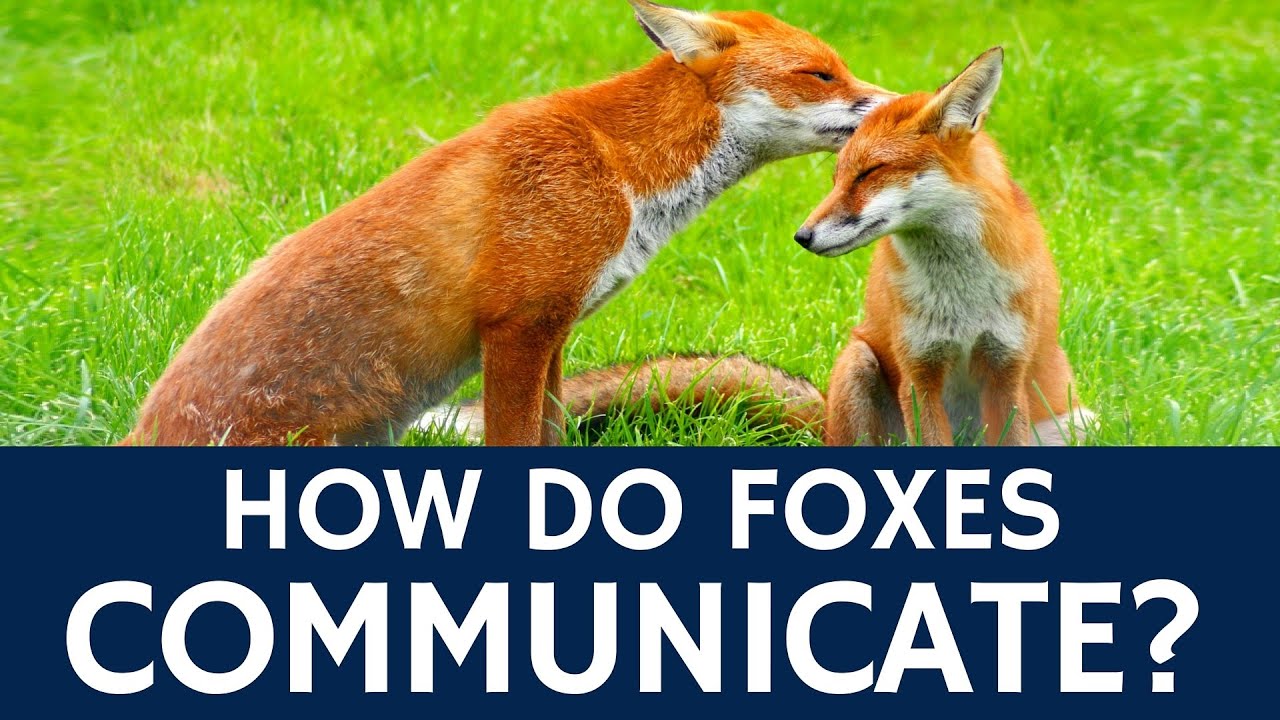 How do foxes communicate with each other?