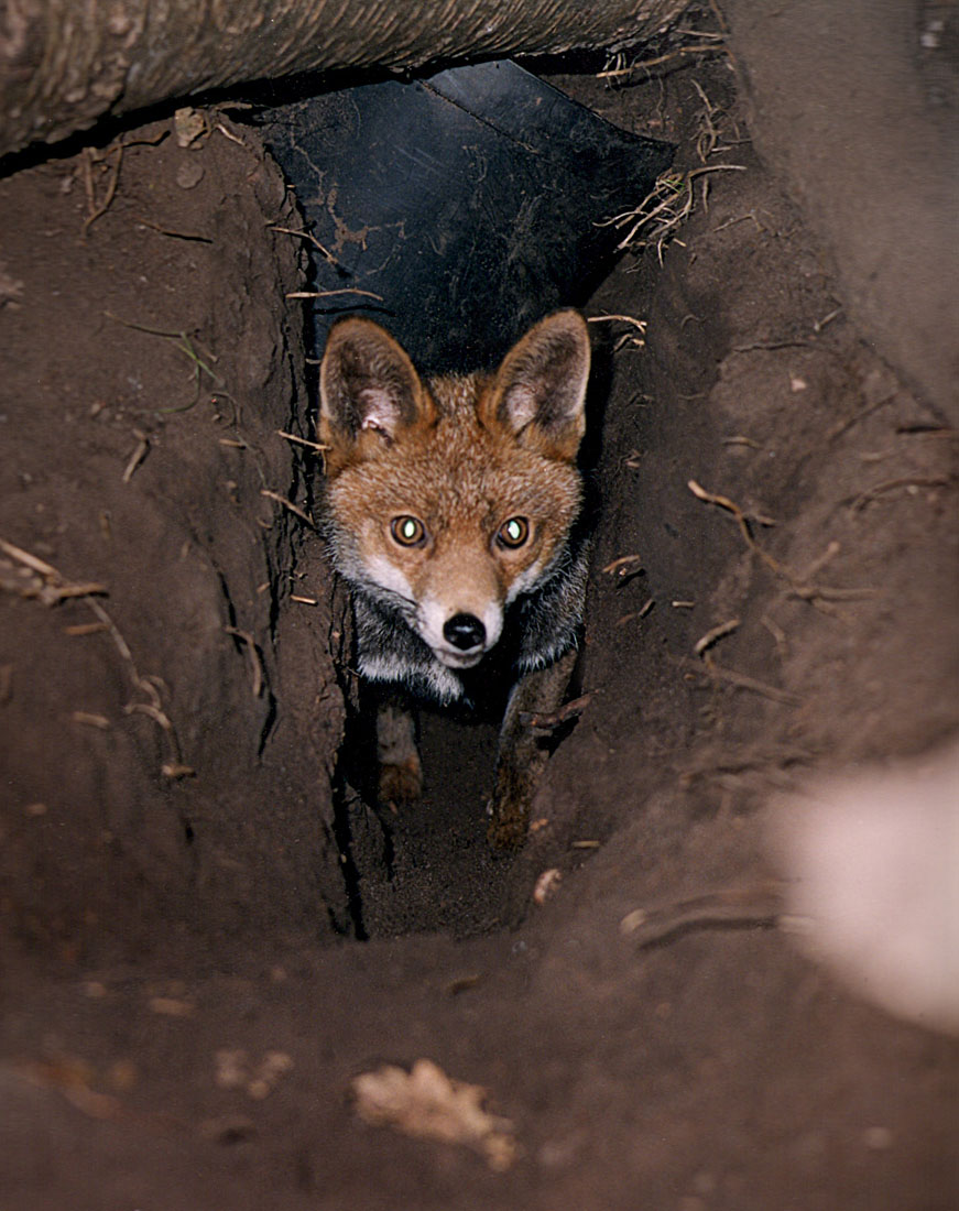 How do foxes dig holes in the ground?