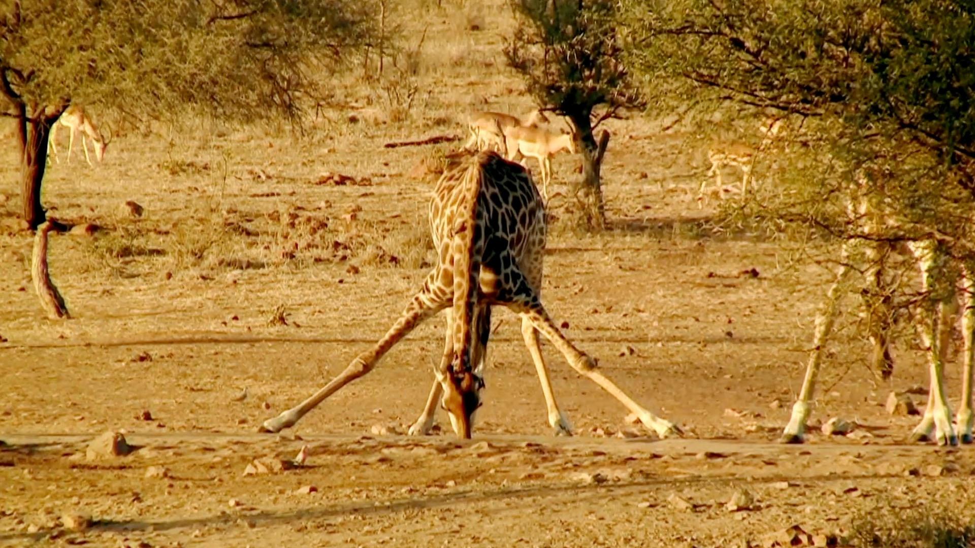 How do giraffes avoid head rushes?