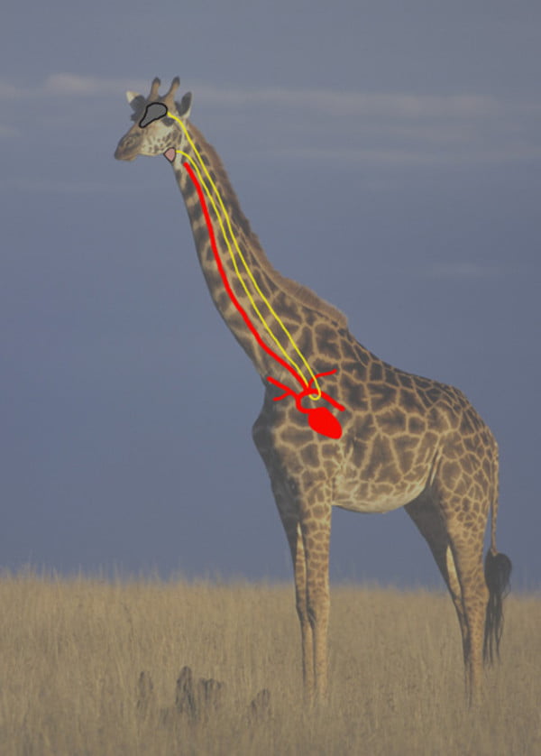 How do giraffes breathe through their necks?