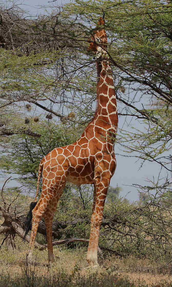 How do giraffes find food?
