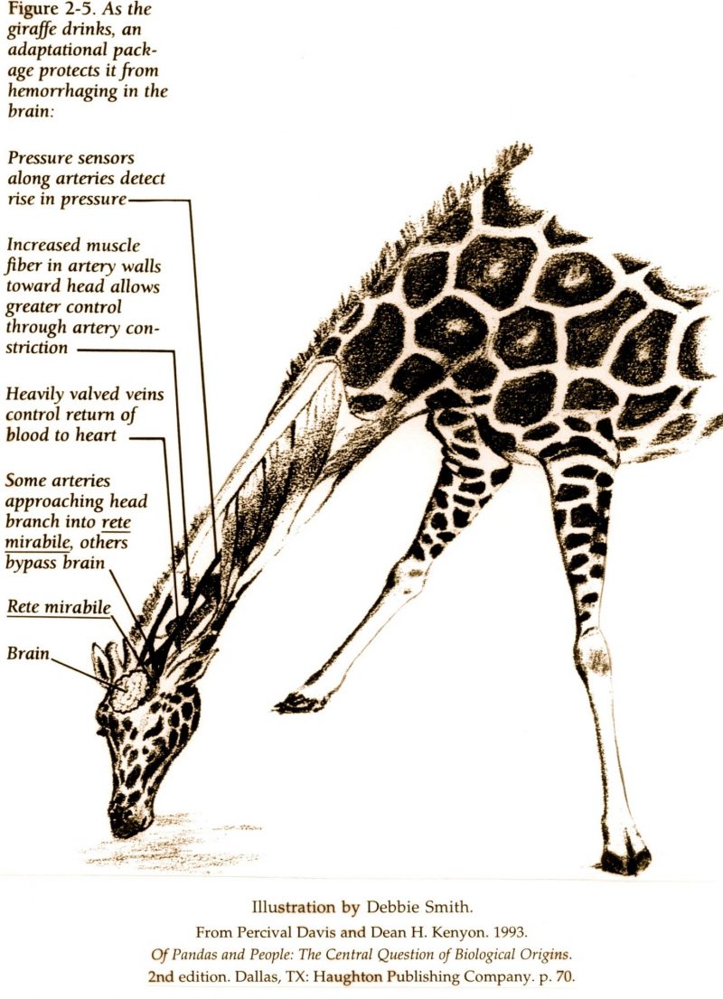 How do giraffes maintain low pressure in their heads?