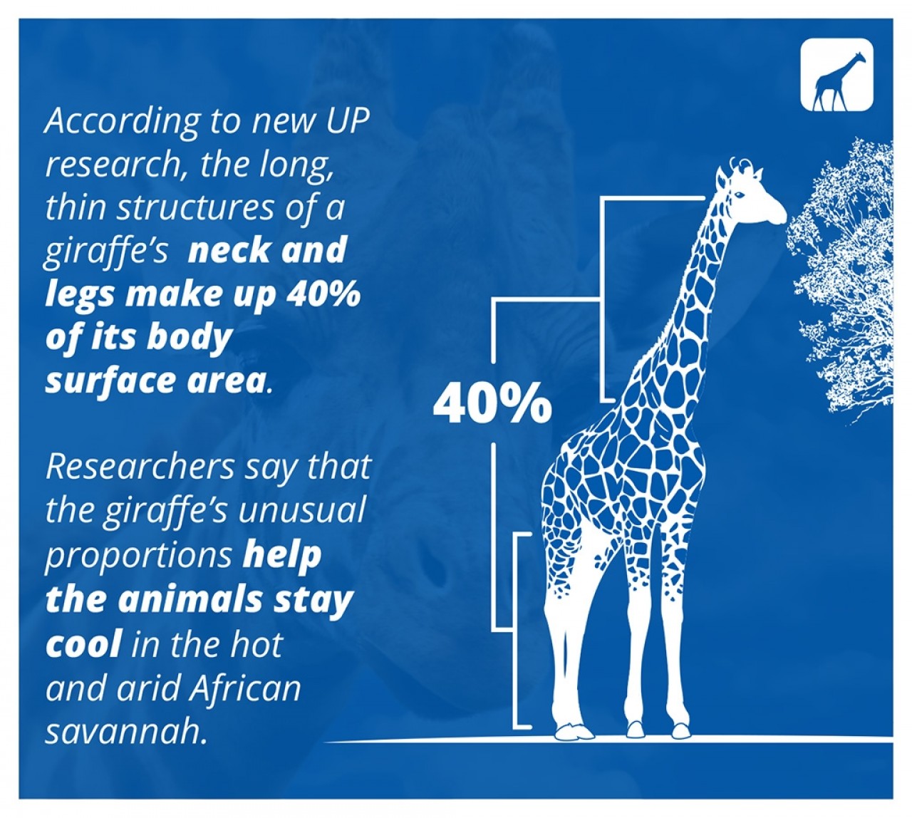 How do giraffes' necks help regulate their body temperature?