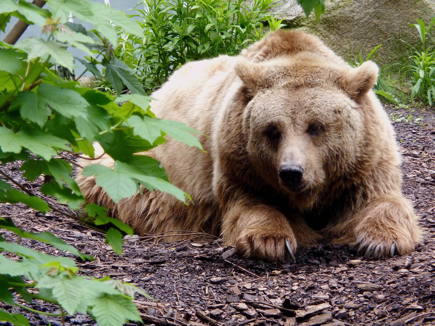 How do grizzly bears know when it's time to sleep?
