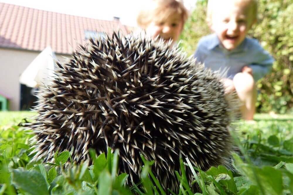 How do hedgehogs protect themselves from predators?