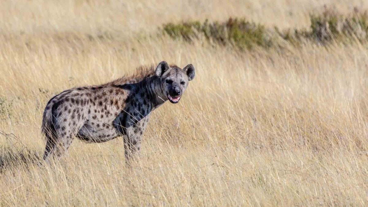 How do hyenas talk to each other?