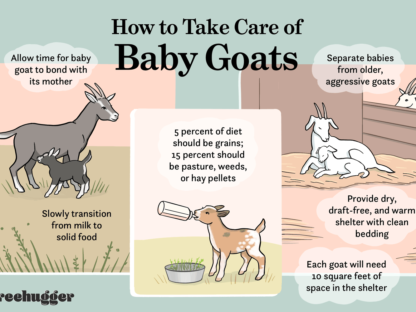 How do I feed a newborn goat?