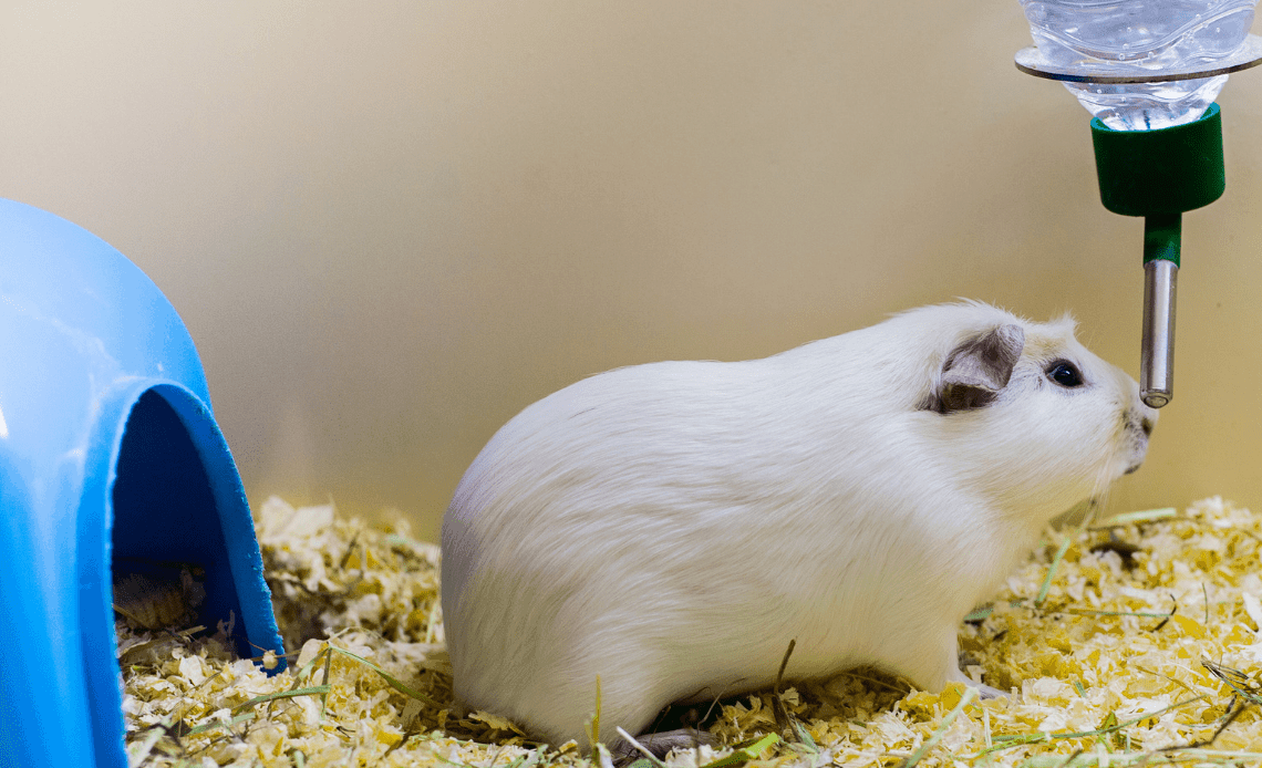 How do I get my guinea pig to drink from a bottle?