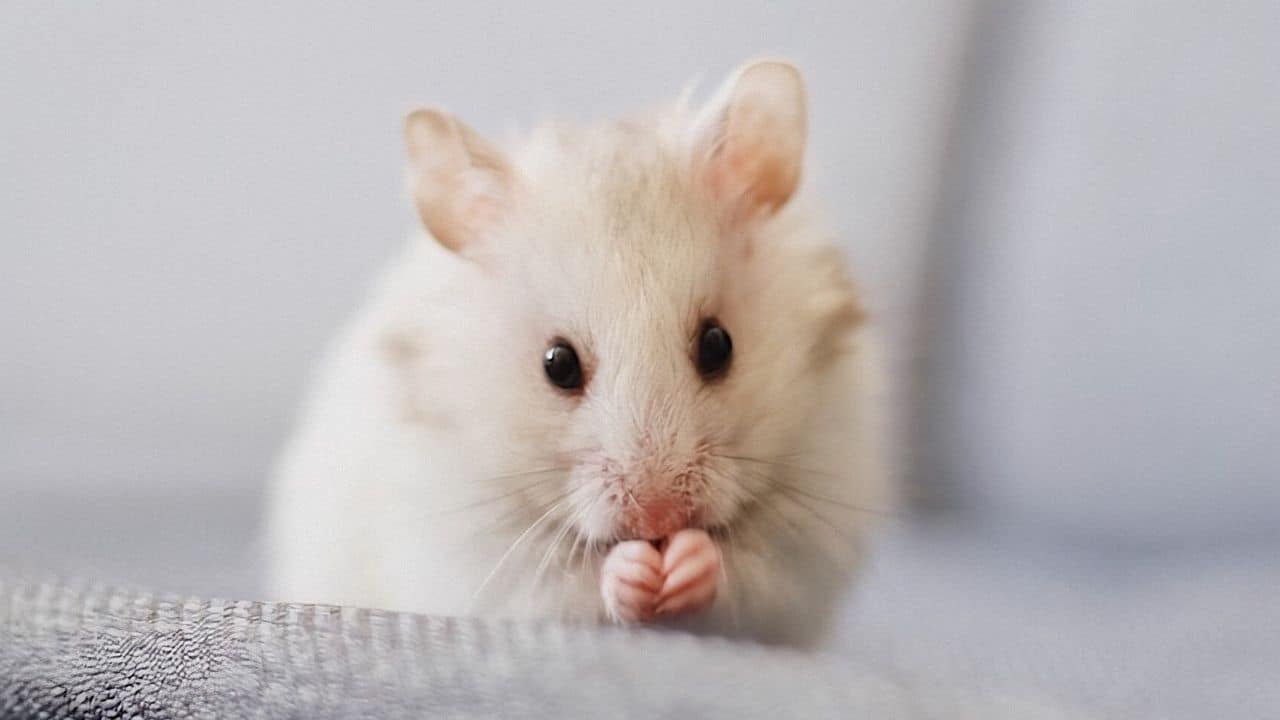 How do I know if my baby mouse is dying?