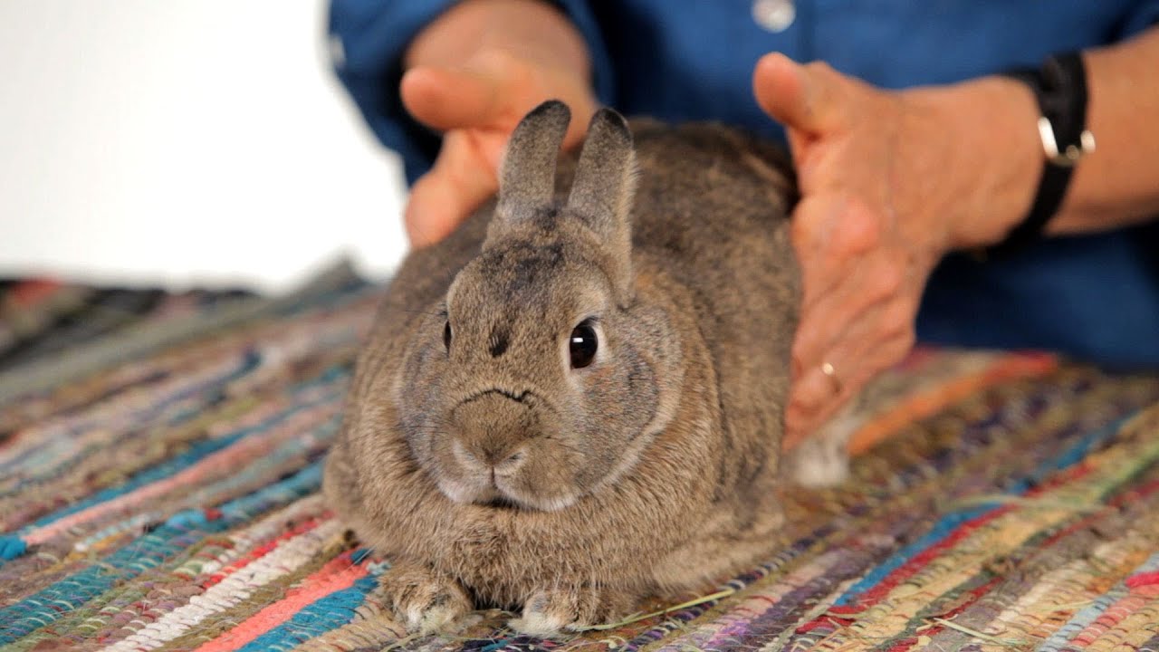 How do I know if my rabbit has gas?