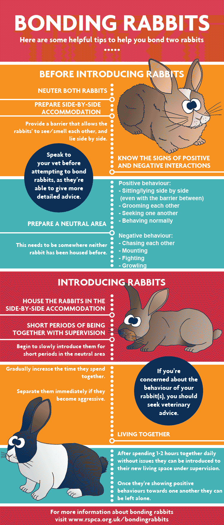 How do I know if my rabbits like each other?