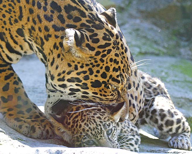 How do jaguars have babies?