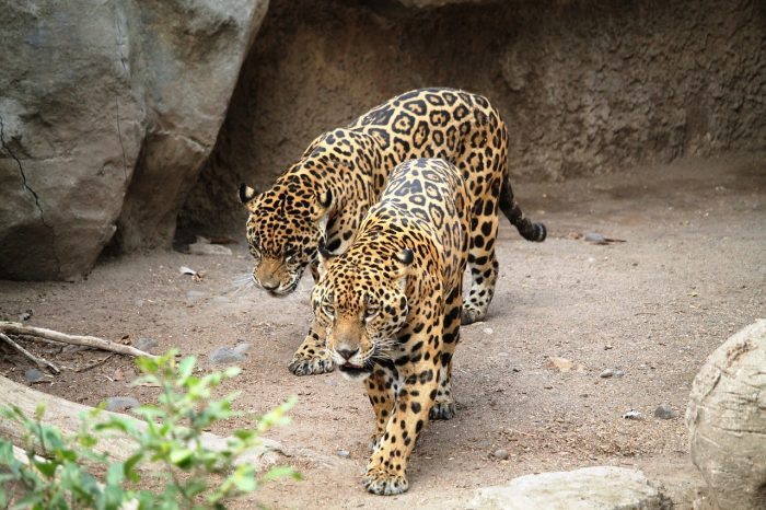 How do Jaguars mate?