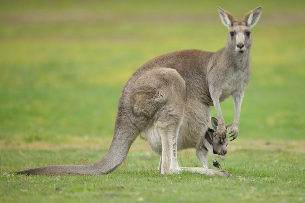 How do kangaroo babies get in the pouch?